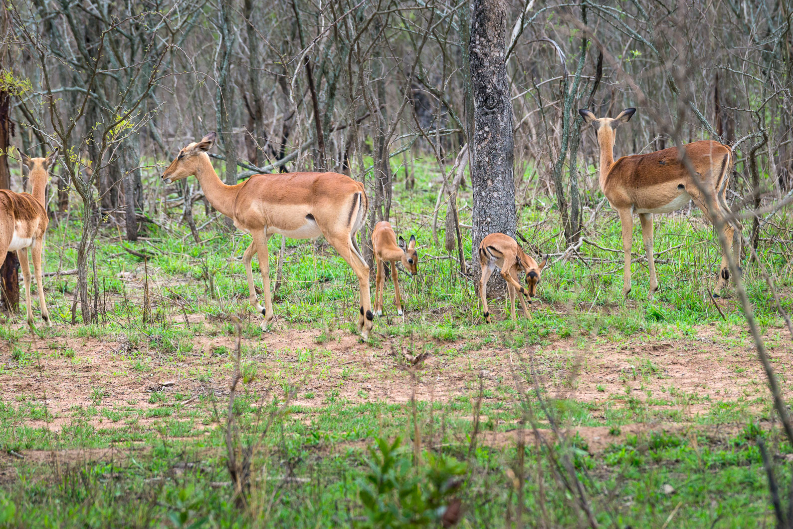 20161113 162714 Impalas